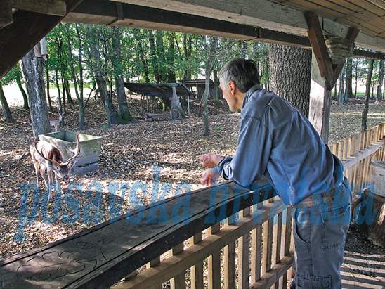 Posavska Hrvatska : Odmor u prirodi uz jelene