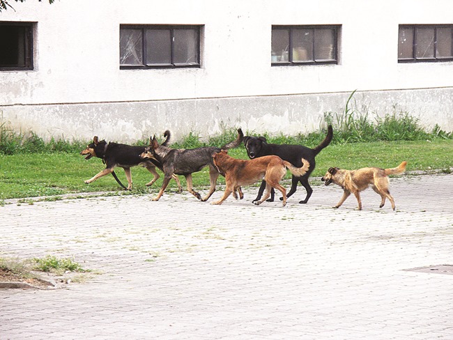 Posavska Hrvatska : Sklonište za životinje - "nužno zlo" postalo zakonska obvez