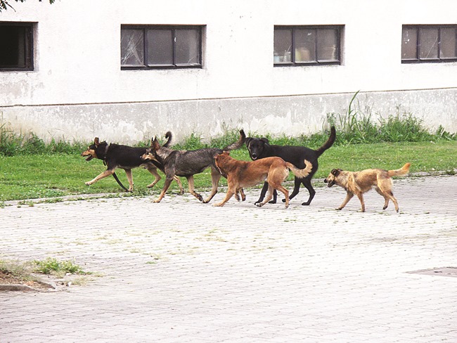 Županija : Sklonište za životinje - "nužno zlo" postalo zakonska obvez