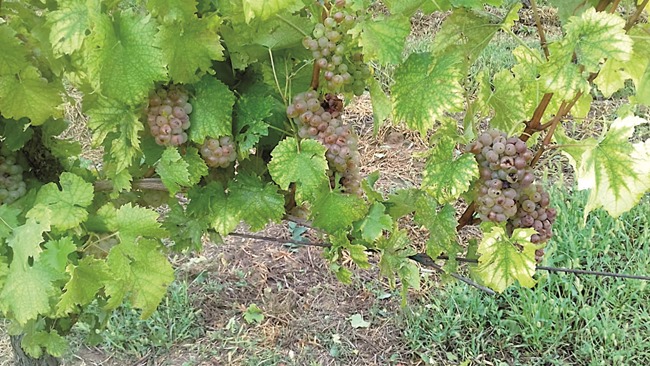 Posavska Hrvatska : Naopaka vinogradarska godina