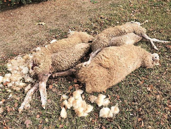 Aktualno : Psi izgrizli ovce na Kotliću