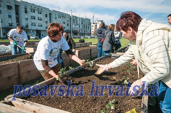 Posavska Hrvatska : Ubrali prve plodove