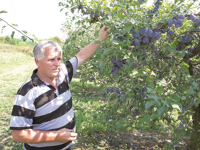 Posavska Hrvatska : Kvaliteta odlična, urod slabiji