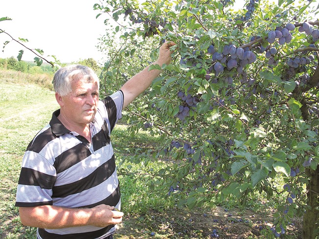 Aktualno : Kvaliteta odlična, urod slabiji