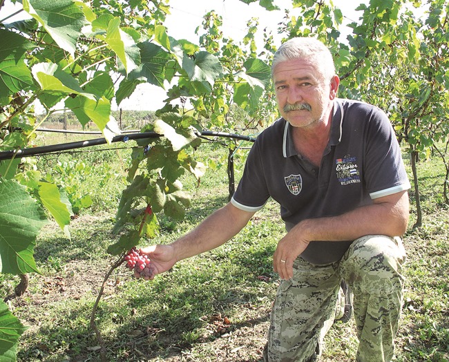 Aktualno : Grožđe vrhunske kvalitete