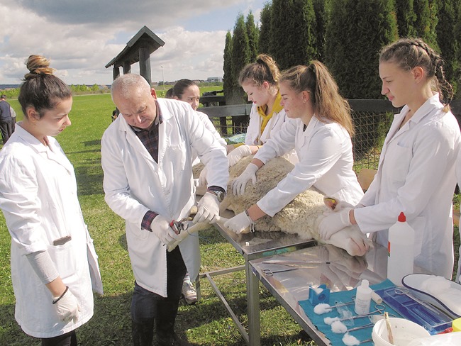 Aktualno : Satirova jesenska riznica