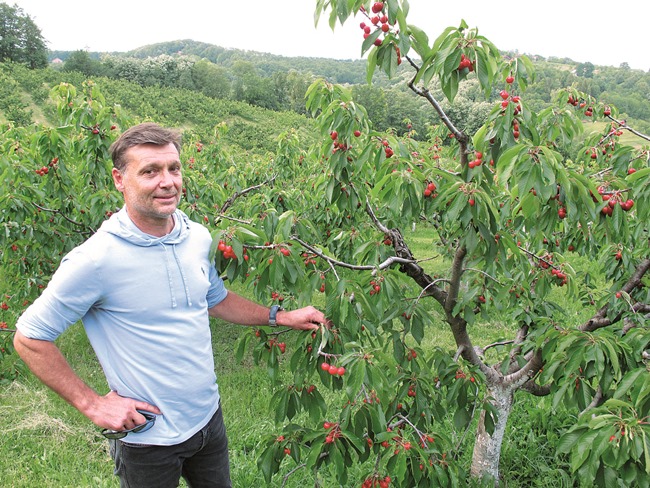 Posavska Hrvatska : Trešnje posadio na djedovini