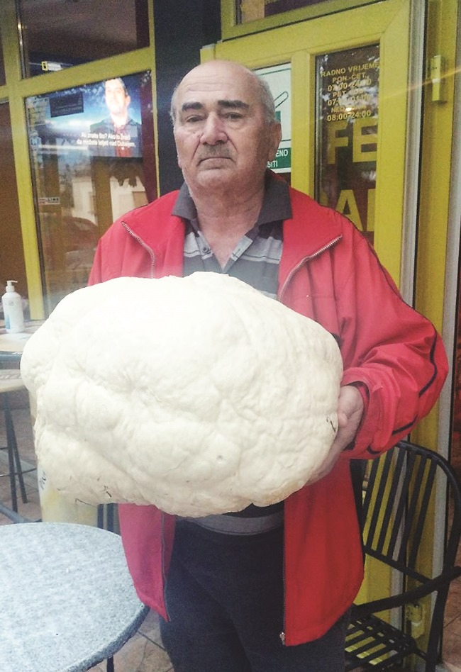 Aktualno : Puhara od 8,2 kilograma 