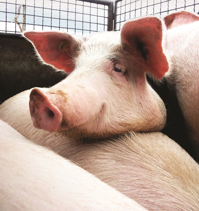 Posavska Hrvatska : U tri gospodarstva eutanazirane 354 svinje