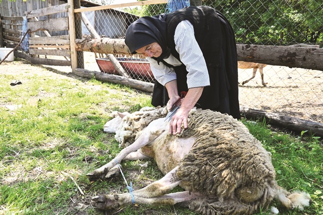 Posavska Hrvatska : Baka i unuk 150 ovaca ošišali ručno škarama