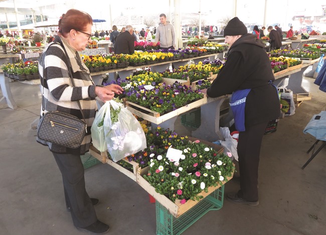 Posavska Hrvatska :  I maćuhice su vjesnici proljeća