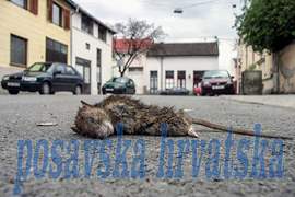 Posavska Hrvatska : Štakori na Korzu!